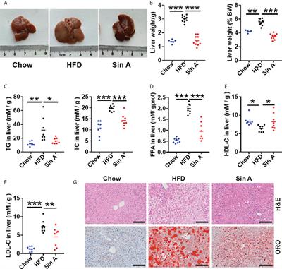 Schisantherin A alleviates non-alcoholic fatty liver disease by restoring intestinal barrier function